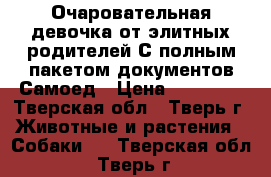 Очаровательная девочка от элитных родителей С полным пакетом документов Самоед › Цена ­ 20 000 - Тверская обл., Тверь г. Животные и растения » Собаки   . Тверская обл.,Тверь г.